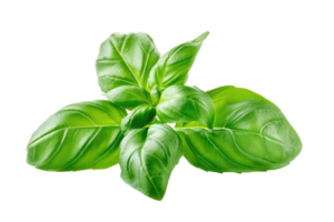 AI generated Fresh Basil Twigs Isolated on Transparent Background png