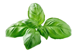 AI generated Fresh Basil Twigs Isolated on Transparent Background png