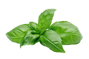 AI generated Fresh Basil Twigs Isolated on Transparent Background png