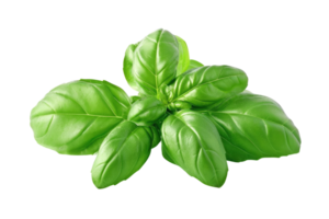 AI generated Fresh Basil Twigs Isolated on Transparent Background png