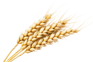 AI generated Wheat Ear On Transparent Background png