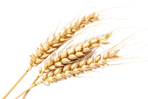 AI generated Wheat Ear On Transparent Background png