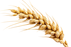 AI generated Wheat Ear On Transparent Background png