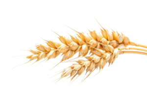 AI generated Wheat Ear On Transparent Background png