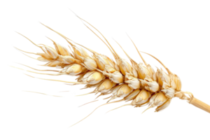 AI generated Wheat Ear On Transparent Background png