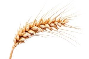 AI generated Wheat Ear On Transparent Background png