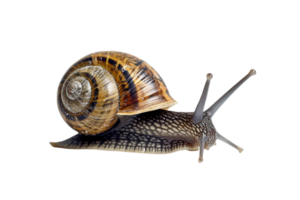 AI generated snail isolated on transparent background png