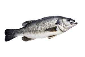 ai generiert frisch Meer Bass Fisch isoliert auf transparent Hintergrund png