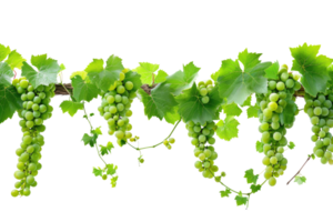 AI generated green grapevine isolated on transparent background png