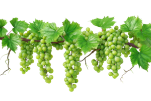 AI generated green grapevine isolated on transparent background png