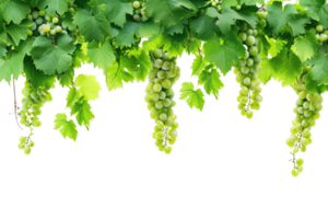 ai generiert Grün Weinrebe isoliert auf transparent Hintergrund png