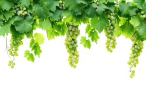 AI generated green grapevine isolated on transparent background png