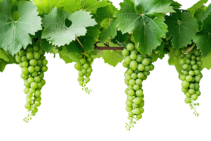 AI generated green grapevine isolated on transparent background png