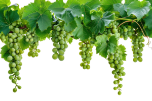 AI generated green grapevine isolated on transparent background png