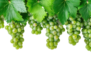 AI generated green grapevine isolated on transparent background png