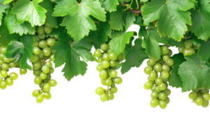 AI generated green grapevine isolated on transparent background png