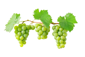 AI generated green grapevine isolated on transparent background png