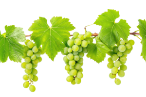 AI generated green grapevine isolated on transparent background png