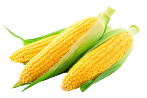 AI generated Fresh corn on transparent background png