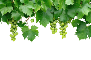AI generated green grapevine isolated on transparent background png