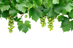 ai généré vert vigne isolé sur transparent Contexte png