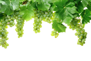ai generiert Grün Weinrebe isoliert auf transparent Hintergrund png