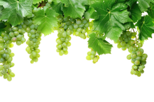 AI generated green grapevine isolated on transparent background png