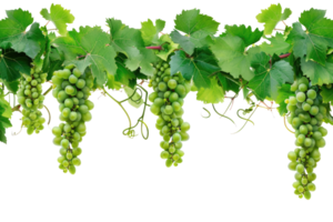 AI generated green grapevine isolated on transparent background png