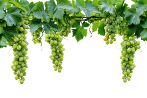 AI generated green grapevine isolated on transparent background png