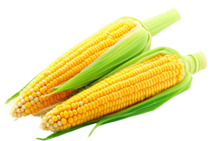 AI generated Fresh corn on transparent background png