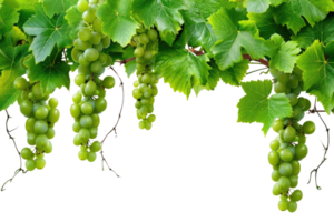 AI generated green grapevine isolated on transparent background png