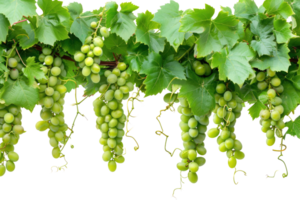 AI generated green grapevine isolated on transparent background png