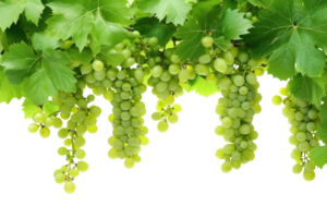 AI generated green grapevine isolated on transparent background png