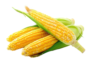 AI generated Fresh corn on transparent background png