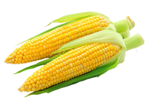 AI generated Fresh corn on transparent background png