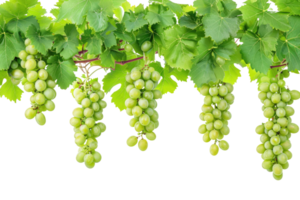 AI generated green grapevine isolated on transparent background png