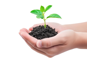 AI generated Hand holding young plant growing isolated transparent background png