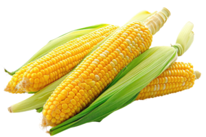 AI generated Fresh corn on transparent background png