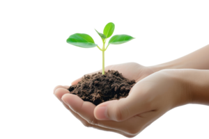 AI generated Hand holding young plant growing isolated transparent background png
