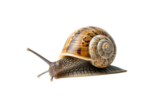 AI generated snail isolated on transparent background png