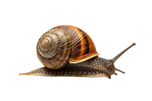 AI generated snail isolated on transparent background png