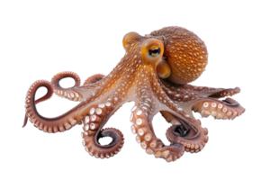 AI generated Octopus isolated on transparent background png