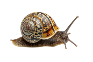 AI generated snail isolated on transparent background png