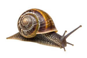 AI generated snail isolated on transparent background png