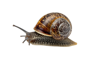 ai generado caracol aislado en transparente antecedentes png