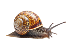 AI generated snail isolated on transparent background png