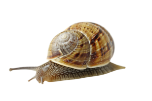 AI generated snail isolated on transparent background png