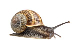 AI generated snail isolated on transparent background png