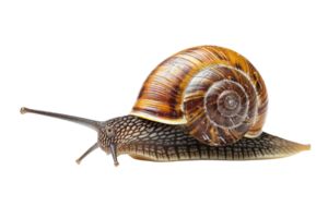 AI generated snail isolated on transparent background png