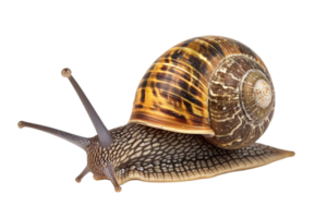 AI generated snail isolated on transparent background png